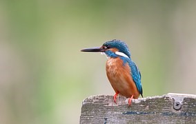 Figure 10. The Kingfishers beak inspired the new shape for 
the lead unit on a Japanese high-speed train. (Source: pixabay)
