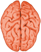 Figure 2. The brains two halves or hemispheres. (Source: pixabay)